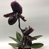 Paph. Maudiae Vinicolor ,,Schwarze Madonna